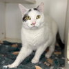 CATBANDIT - Photo 1