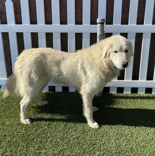 MAY, an adoptable Great Pyrenees in Modesto, CA