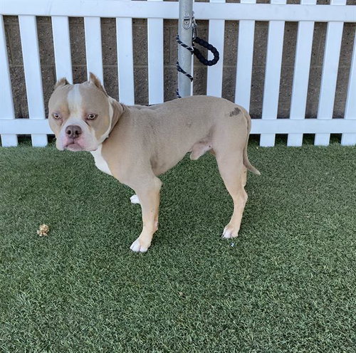 A610415, an adoptable Pit Bull Terrier in Modesto, CA
