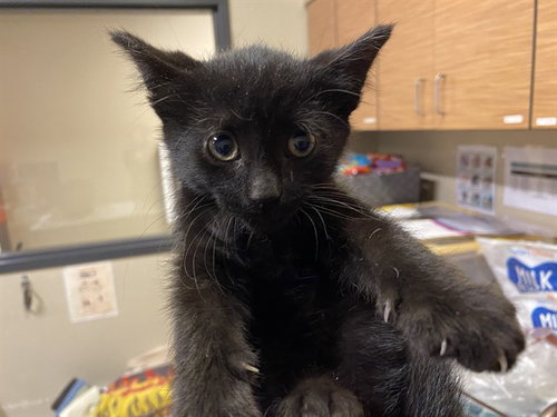 *MIDNIGHT, an adoptable Domestic Medium Hair in Modesto, CA