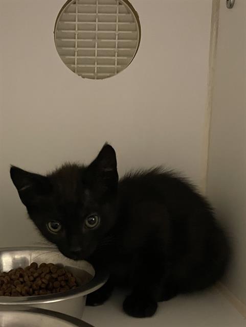 *FANG, an adoptable Domestic Short Hair in Modesto, CA