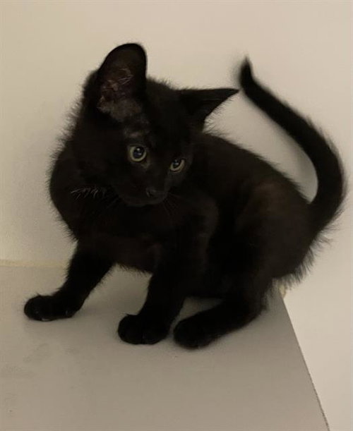 *ESPRESSO, Baby Domestic Short Hair (medium coat), cat for adoption in Merced, California