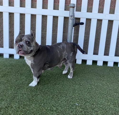 A610441, an adoptable Staffordshire Bull Terrier in Modesto, CA