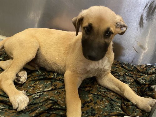 *STARSKY, an adoptable German Shepherd Dog in Modesto, CA