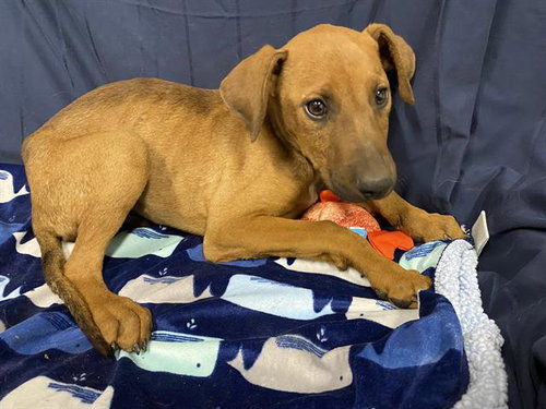 *COLLINS, an adoptable Doberman Pinscher in Modesto, CA