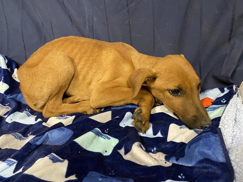 *DIONNE, an adoptable Doberman Pinscher in Modesto, CA