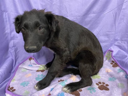 A610518, an adoptable Border Collie in Modesto, CA