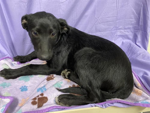 A610520, an adoptable Border Collie in Modesto, CA