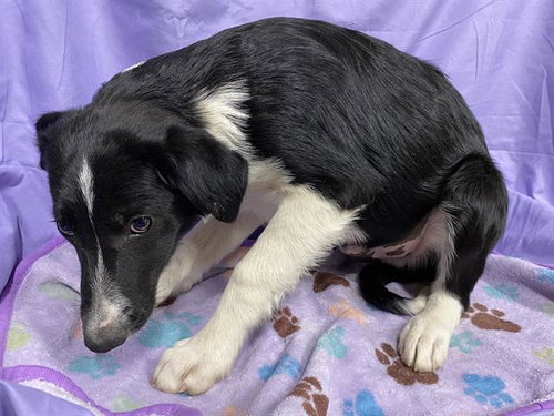 A610521, an adoptable Border Collie in Modesto, CA