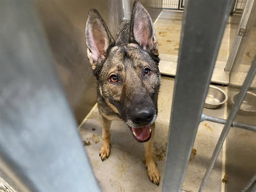 DIXIE, an adoptable Belgian Shepherd Malinois in Modesto, CA