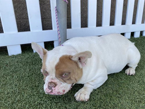 JACK, an adoptable French Bulldog in Modesto, CA