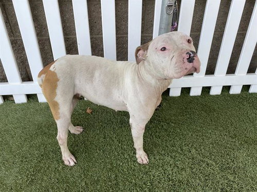 SADIE, an adoptable Pit Bull Terrier in Modesto, CA