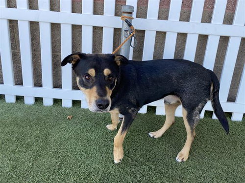 SANTIAGO, an adoptable German Shepherd Dog in Modesto, CA