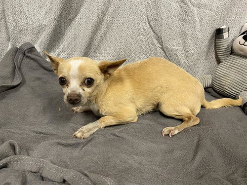 PEANUT, an adoptable Chihuahua in Modesto, CA