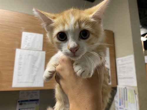 *VELVEETA, Baby Domestic Medium Hair (medium coat), cat for adoption in Merced, California