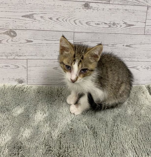 A610529, Baby Domestic Short Hair (medium coat), cat for adoption in Merced, California