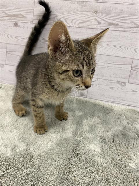 A610531, Baby Domestic Short Hair (medium coat), cat for adoption in Merced, California