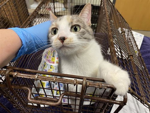 MEOW MEOW, Adult Domestic Short Hair (medium coat), cat for adoption in Merced, California
