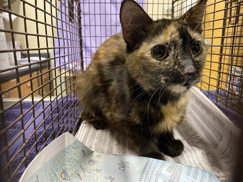 A610580, Adult Domestic Short Hair (medium coat), cat for adoption in Merced, California