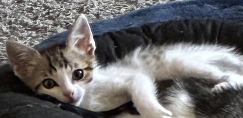 *JOHNNY, Baby Domestic Short Hair (medium coat), cat for adoption in Merced, California