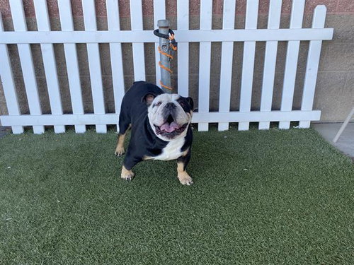 TITO, an adoptable American Bulldog in Modesto, CA