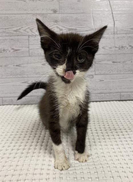A610644, Baby Domestic Short Hair (medium coat), cat for adoption in Merced, California