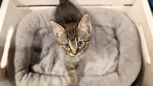 A610690, Baby Domestic Short Hair (medium coat), cat for adoption in Merced, California