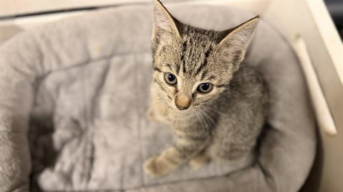 A610691, Baby Domestic Short Hair (medium coat), cat for adoption in Merced, California