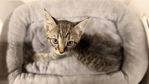 A610692, Baby Domestic Short Hair (medium coat), cat for adoption in Merced, California