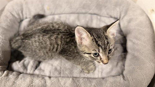 A610693, Baby Domestic Short Hair (medium coat), cat for adoption in Merced, California