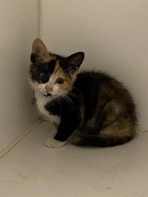 CALLIE, Baby Domestic Medium Hair (medium coat), cat for adoption in Merced, California