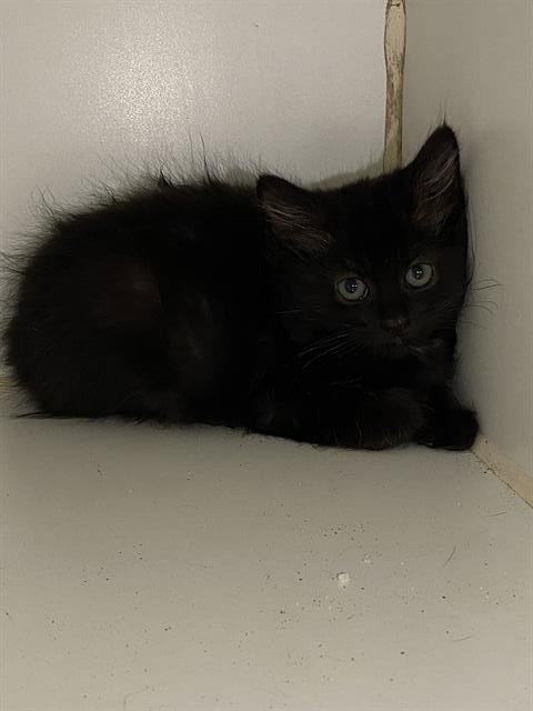 A610697, Baby Domestic Medium Hair (medium coat), cat for adoption in Merced, California