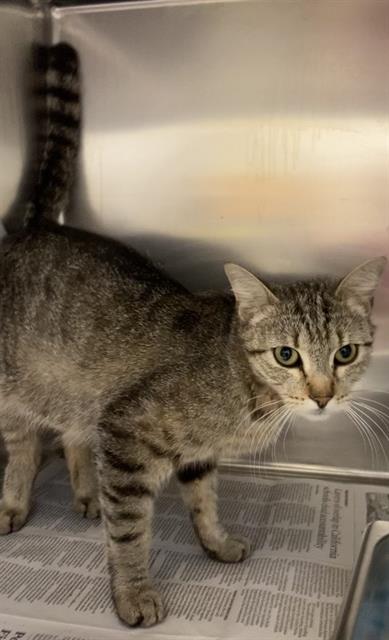 A610700, Adult Domestic Short Hair (medium coat), cat for adoption in Merced, California