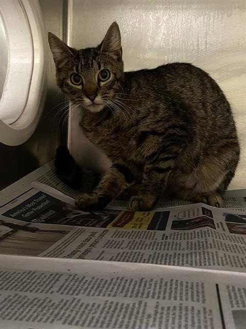 A610701, Young Domestic Short Hair (medium coat), cat for adoption in Merced, California