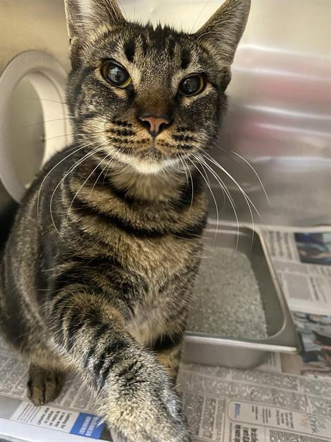 A610702, Young Domestic Short Hair (medium coat), cat for adoption in Merced, California
