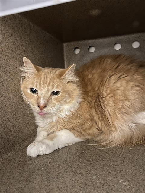 A610703, Adult Domestic Short Hair (medium coat), cat for adoption in Merced, California