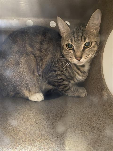 A610716, Adult Domestic Short Hair (medium coat), cat for adoption in Merced, California