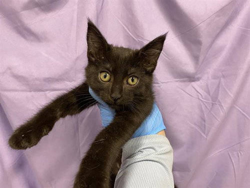 A610728, Baby Domestic Long Hair (medium coat), cat for adoption in Merced, California