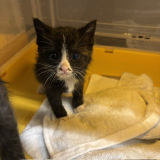 A610731, Baby Domestic Short Hair (medium coat), cat for adoption in Merced, California