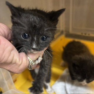 A610732, Baby Domestic Short Hair (medium coat), cat for adoption in Merced, California