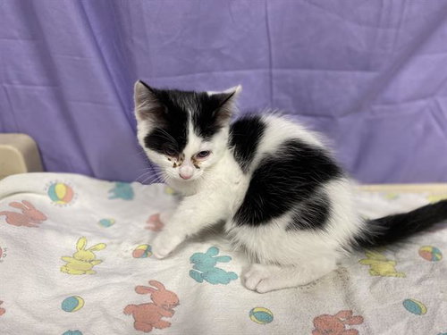 A610738, Baby Domestic Short Hair (medium coat), cat for adoption in Merced, California