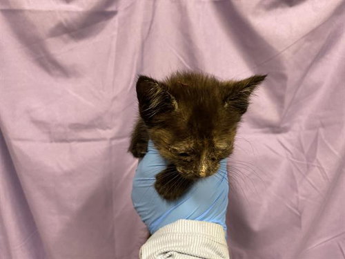 A610740, Baby Domestic Medium Hair (medium coat), cat for adoption in Merced, California
