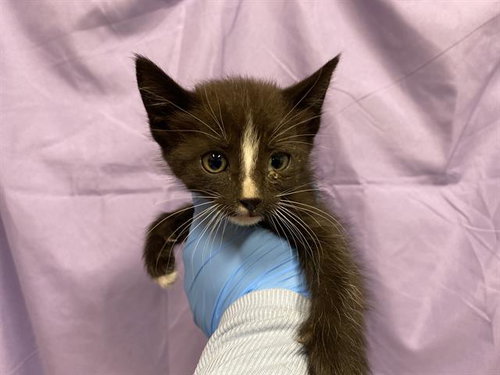 A610743, Baby Domestic Short Hair (medium coat), cat for adoption in Merced, California