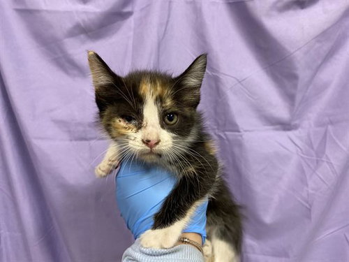 A610744, Baby Domestic Short Hair (medium coat), cat for adoption in Merced, California
