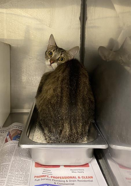 A610768, Young Domestic Short Hair (medium coat), cat for adoption in Merced, California