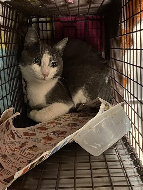 BRUCE, Young Domestic Short Hair (medium coat), cat for adoption in Merced, California