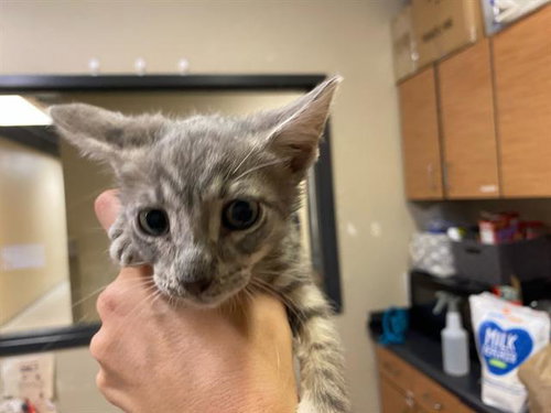 *SIMBA