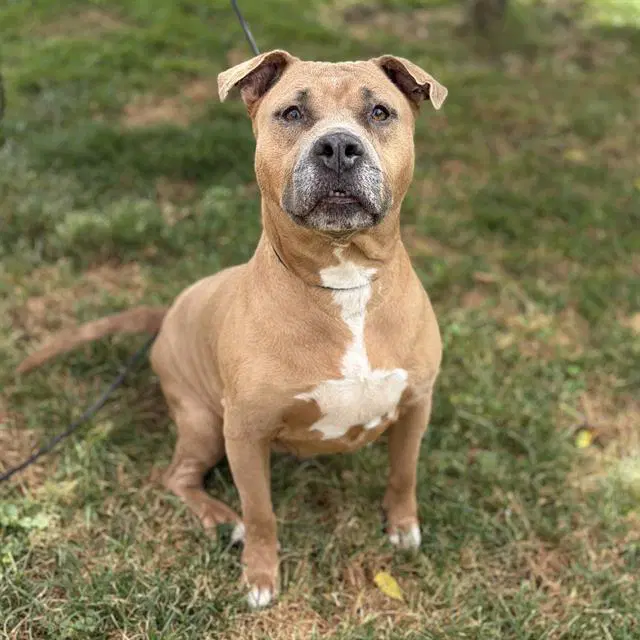 Montana - Pit Bull Terrier