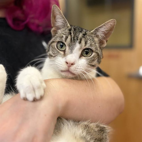 *GILBERT, Adult Domestic Short Hair (medium coat), cat for adoption in Turlock, California