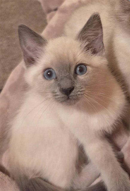 SIAMON, Baby Domestic Short Hair (medium coat), cat for adoption in Merced, California